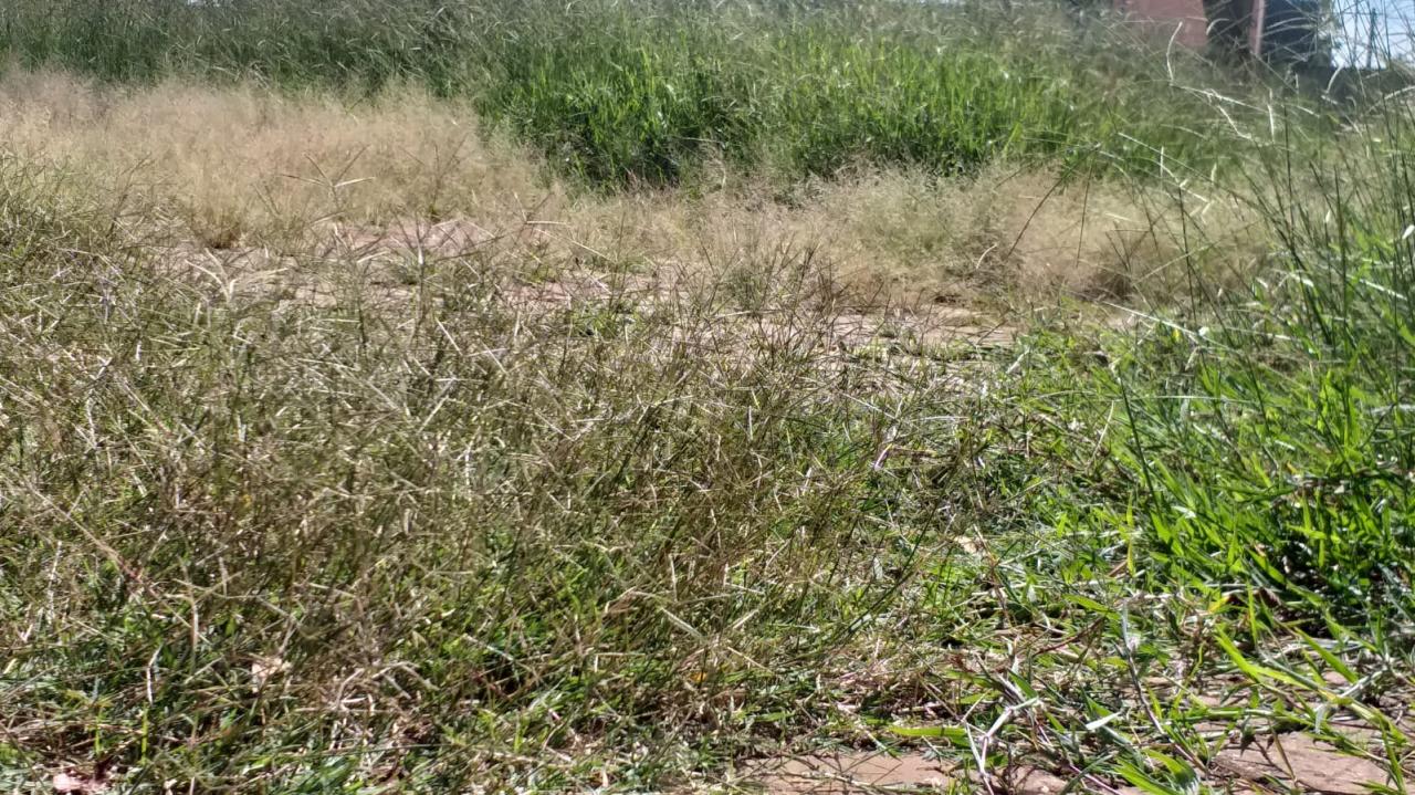 Foto 13 de 21 — Mato toma conta de praça no Maria Luiza; Prefeitura não tem prazo para zeladoria no bairro